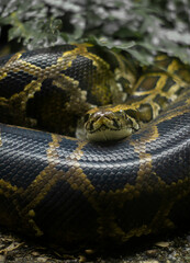 Serpiente culebra anaconda mirada fija 