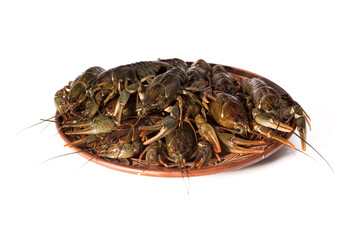 Crayfish live on a dish isolated on a white background. Fresh seafood snack.