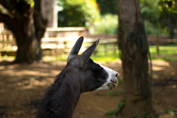 llama peruna andes