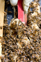 Close up of a sampling of honey comb scraped off the Frame