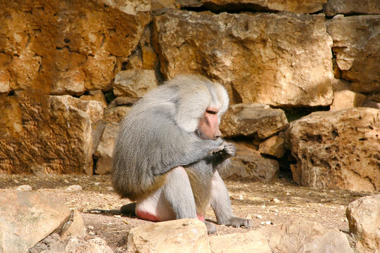 monkey baboon sitting on the ground
