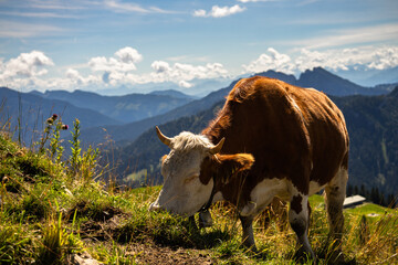 Fototapeta na wymiar cow in the montains alps bavaria