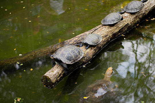 tortugas en tronco estanco lago 