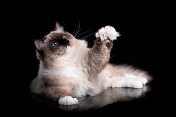 Young rag doll cat on retro wood  background