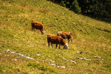 cow in the montains alps bavaria