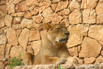 Obraz premium lion in the zoo