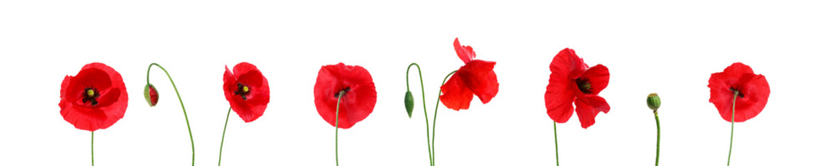 Obraz premium red cells