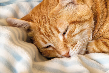 Fototapeta na wymiar Peacefully sleeping red cat face close-up. Domestic ginger tabby cat napping on a warm plaid in a bed. Pet everyday life.