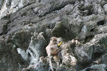 marmot monkey macaque sitting on rocks and eating banana