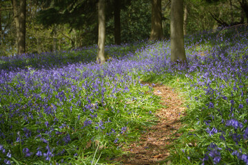 Sunlit bluebell path through woodland during Spring in England