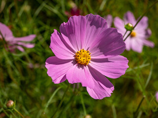 close-up view of pink cosmos flower blooming in the field
