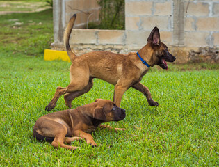 Malinois jugando