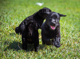 labrador jugando