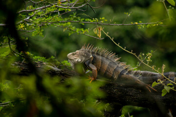 iguanas en el arbol
