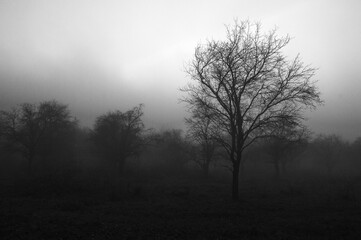 Fototapeta na wymiar Tree in the evening fog