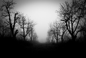 Fototapeta na wymiar A mysterious foggy path to nowhere, dark forest, book cover design