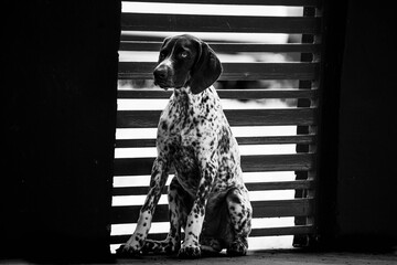 braco aleman cachorro