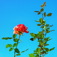 Beautiful red flower of rose against blue sky on sunny day