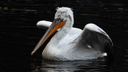 pelican, bird, wasser, weiß, natur, wild lebende tiere, schnabel