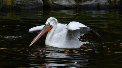 pelican, bird, wasser, weiß, natur, wild lebende tiere, schnabel