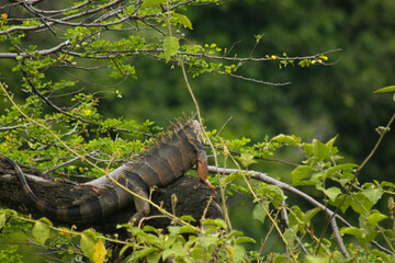 iguanas en el arbol