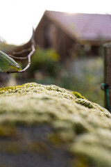 Frozen moss in foreground on bricked garden posts with garden house in blurred background at morning sun. Rural scene. Selective focus, vertical shot.