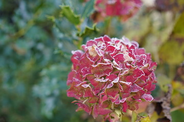 Frozen red hydrangea and leaf in garden with selective focus.