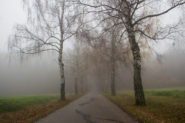 Fototapeta na wymiar forest road in the fog