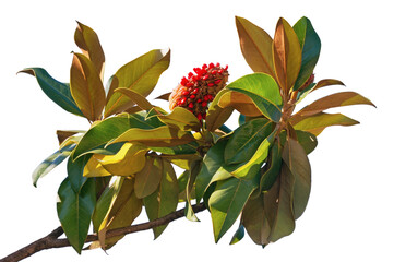 Branch of  magnolia tree ( Magnolia grandiflora ) with leaves and one fruit with seeds. Isolated on white © Olga Iljinich