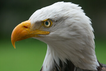 Close up side profile of an adult bald eagle