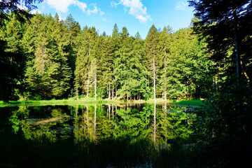 A little pond in the forest (Forstseeli).