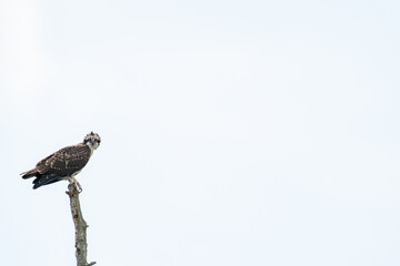 An osprey sits on the top of a dead tree overlooking a river