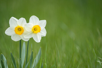 A pair of yellow daffodils 