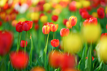 チューリップ畑