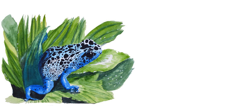 Rana blu sulle foglie, illustrazione isolata su sfondo bianco