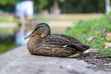 A female mallard (Anas platyrhynchos) on the stone parapet in a sunny day