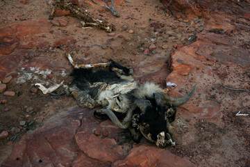 Dead Goat at Kalbarri National Park, Natures Window, Western Australia