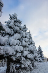 Green fluffy fir tree in the snow