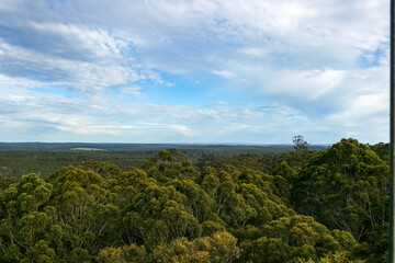 Fototapeta na wymiar Gloucester Tree, 58m high, second tallest fire lookout, Pemberton, Western Australia