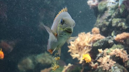 pooping marine aquarium angel fish specie ornamental fish