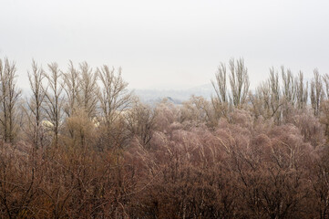 Winter urban frosty landscape - snow covered trees on foggy background