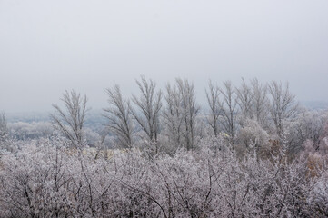 Winter urban frosty landscape - snow covered trees on foggy background
