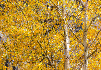 Golden foliage of Aspen trees in Colorado, USA