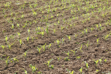 Fresh green stems growing in the field	