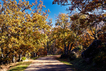 Naklejka premium Clear path surrounded by trees in the middle of a yellow and red autumn