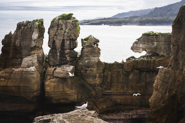 White-fronted tern or Sterna striata posing on a rock in Pancake Rocks, Punakaiki, New Zealand.