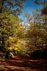Path full of autumnal leaves on a sunny day at the Silla de Felipe II. El Escorial, Madrid