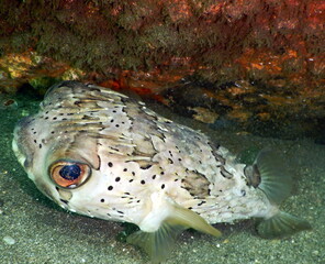 Costa Rica Pacific sea life © Brian