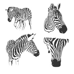 Fototapeta na wymiar Set of zebras isolated on white background, vector hand-drawn illustration