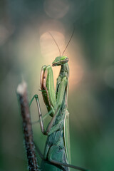 Close-up of Mantis religiosa (praying mantis) in natural conditions
